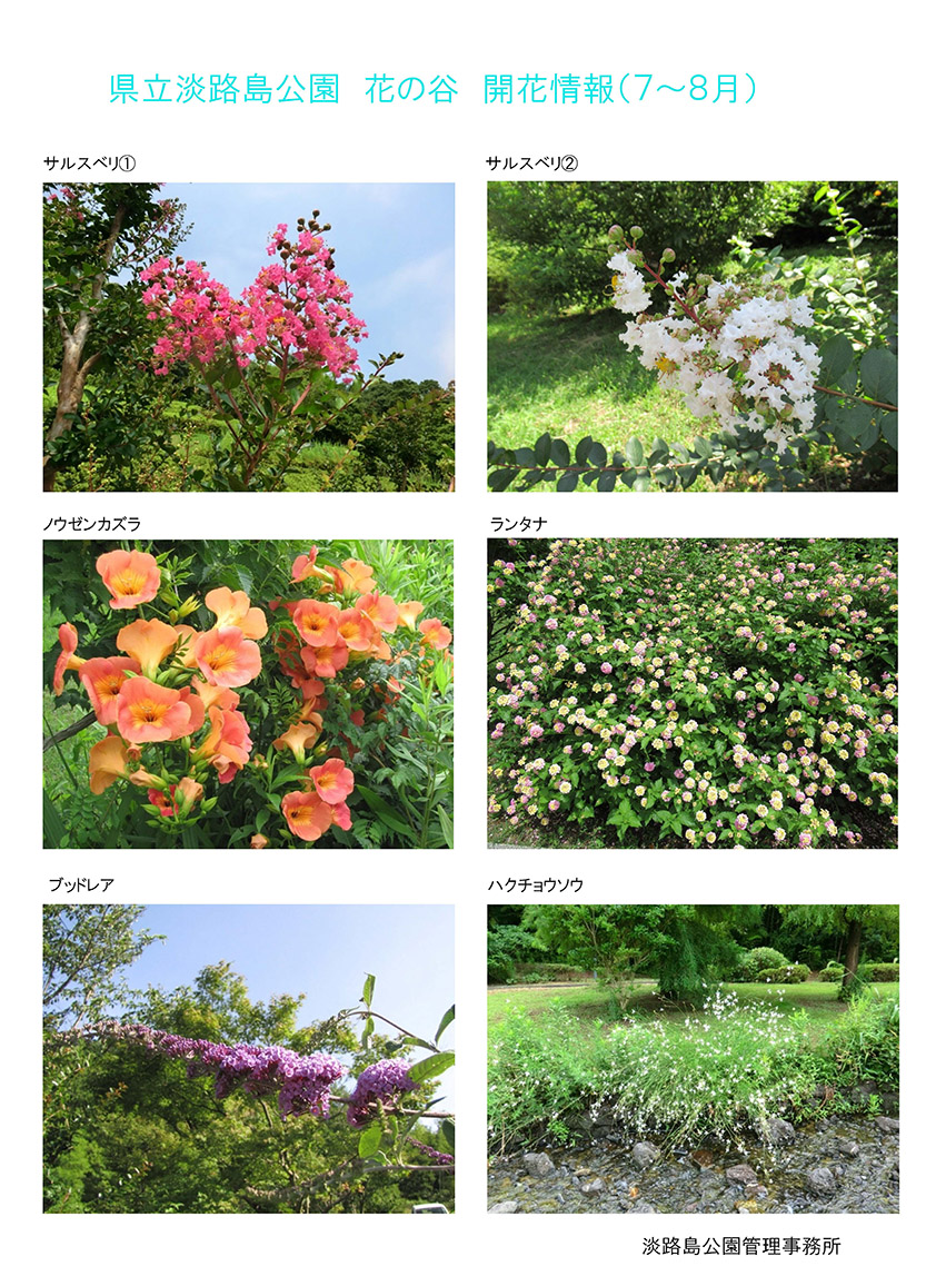 2020７月～８月の開花情報【淡路島公園】