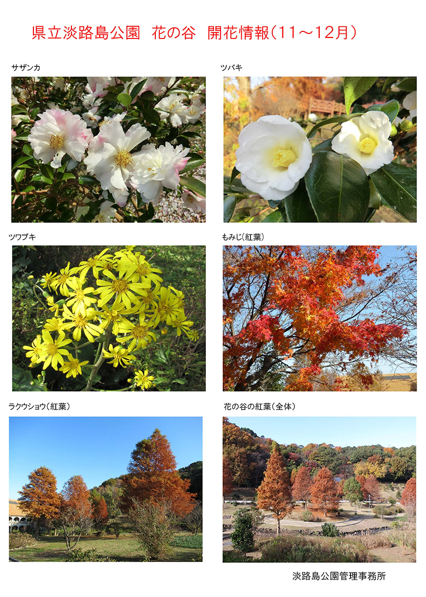 2020_11月~12月の開花情報【淡路島公園】