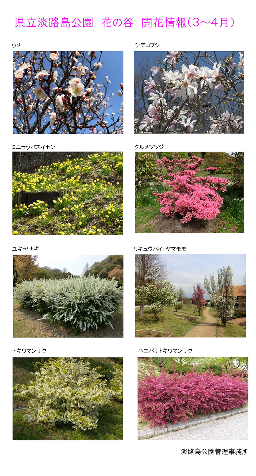 2021_3月～4月の開花情報【淡路島公園　花の谷】