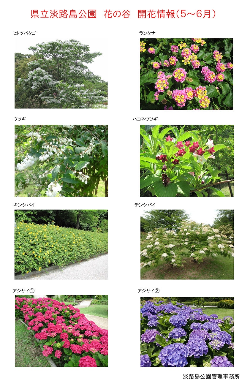 2021_5月～6月の開花情報【淡路島公園　花の谷】 (2)
