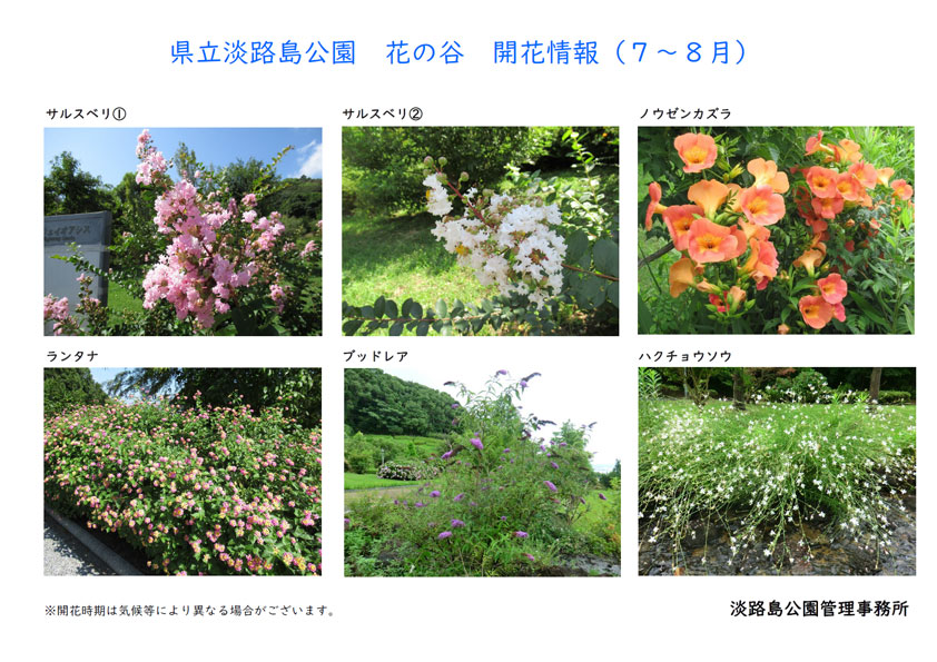 見頃の花淡路島公園7-8