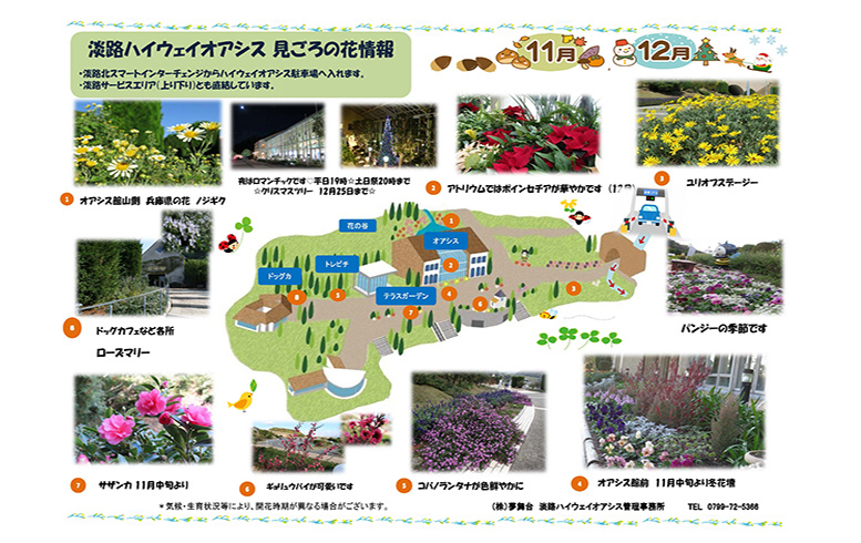 見ごろの花11-12（2）