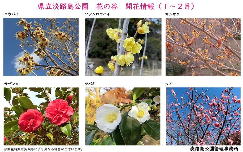 2023１月～２月の開花情報【淡路島公園】_
