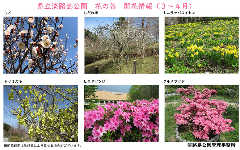 2023_３月～４月の開花情報【淡路島公園】