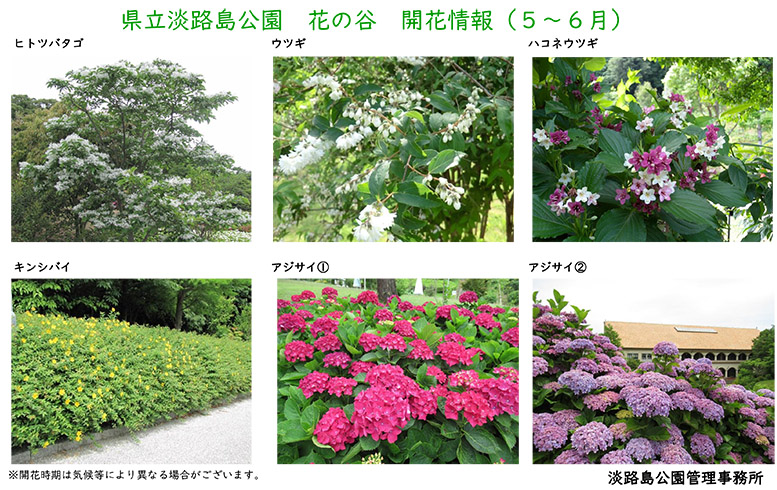 2023_5月～6月の開花情報【淡路島公園】