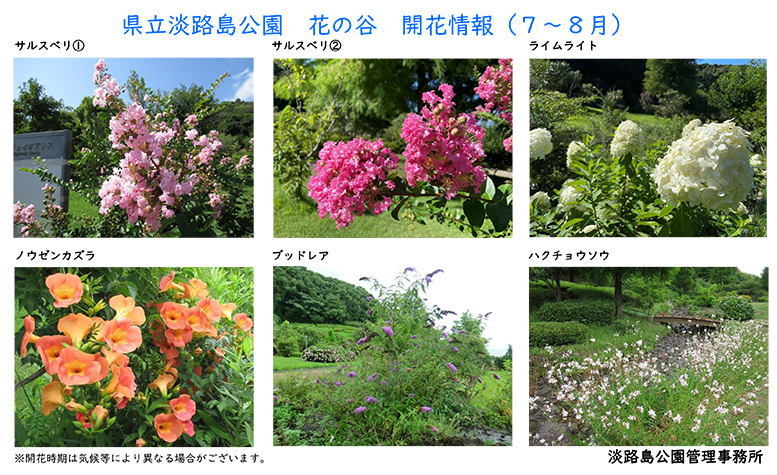 2023_７月～８月の開花情報【淡路島公園】1