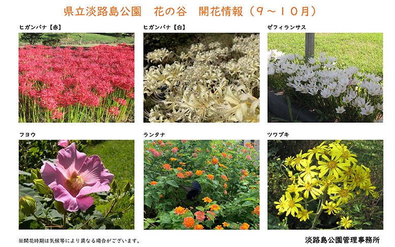 2023９月～１０月の開花情報【淡路島公園】