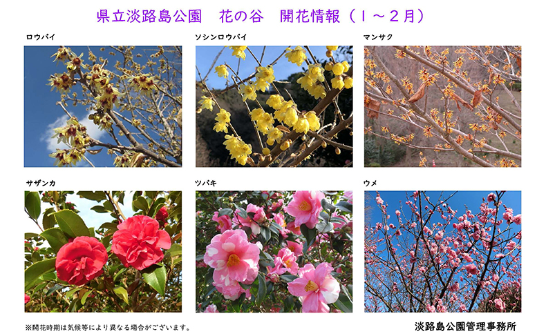 2024_１月～２月の開花情報【淡路島公園】