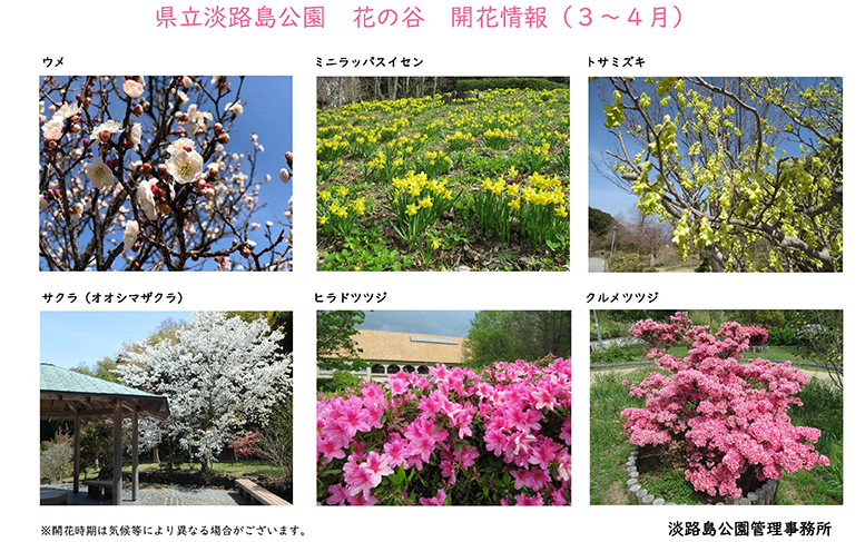 2024_３月～４月の開花情報_【淡路島公園】