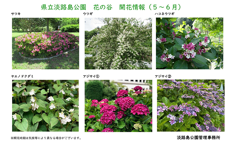 2024__5月～6月の開花情報_【淡路島公園】 のコピー
