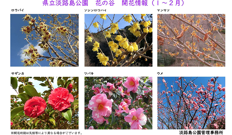 2025１月～２月の開花情報_【淡路島公園】 のコピー