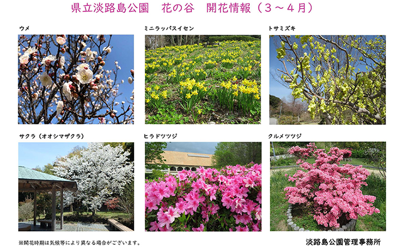 2025_３月～４月の開花情報_【淡路島公園】