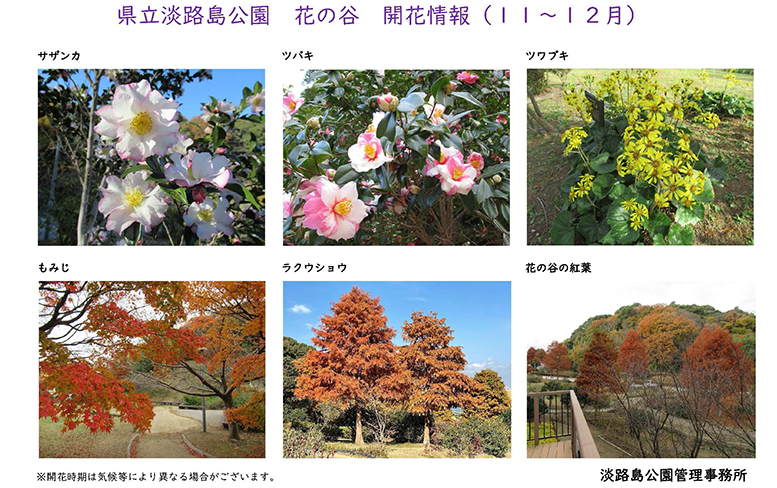 202511月～12月の開花情報【淡路島公園】_